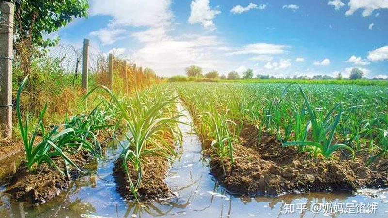 农产品批发市场进货流程揭秘：从源头把控品质**