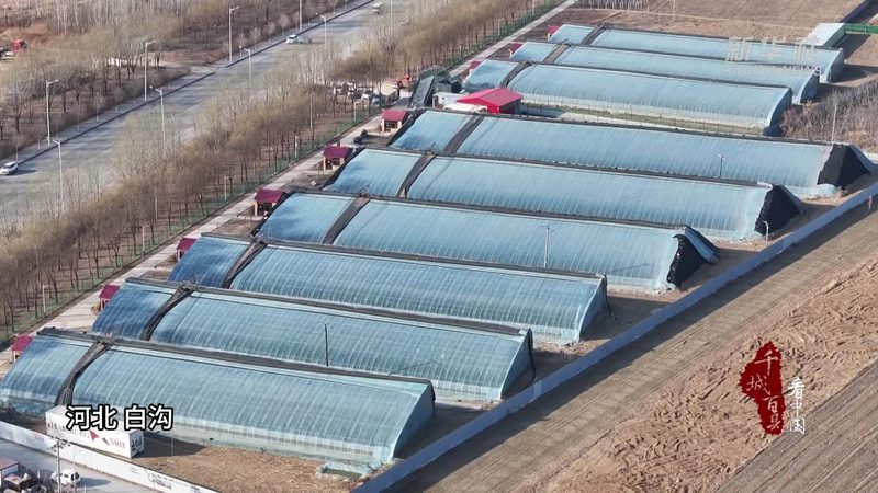 合作社注销费用解析：了解成本构成与影响因素