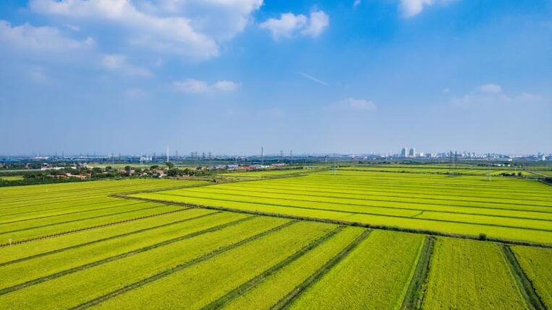 农业项目定制批发：如何精准把握成本与效益**