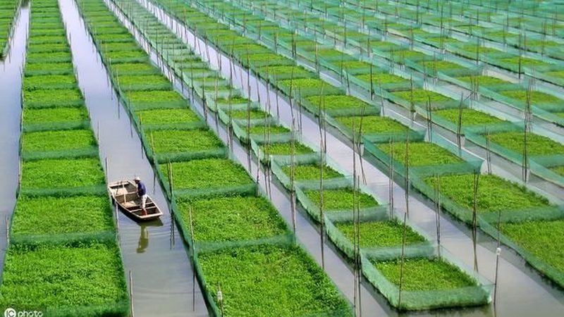 水肥一体化设备：现代农业的精准灌溉与施肥利器