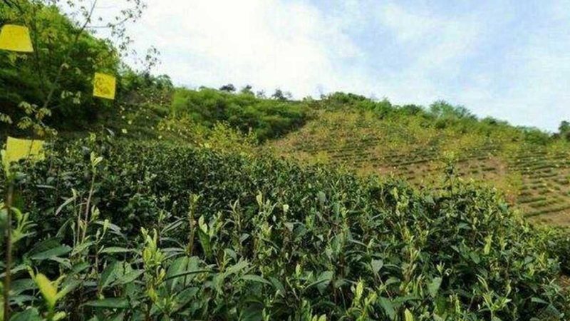 全国蔬菜批发价格表背后的市场逻辑**