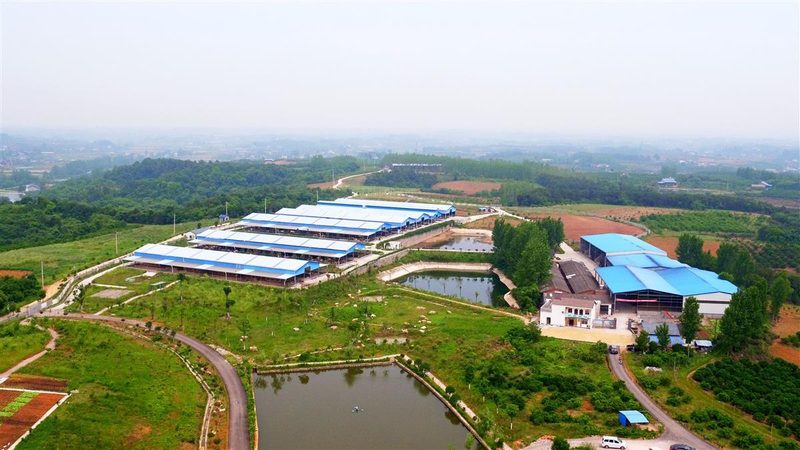 成都农民合作社内部管理制度范本：构建高效运营的基石