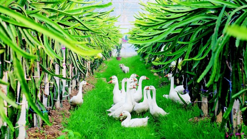 生物菌肥在果树种植中的应用：优势与挑战并存**